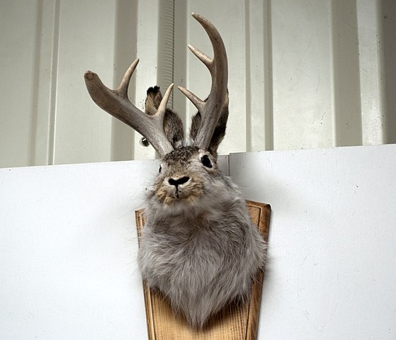 Jackalope